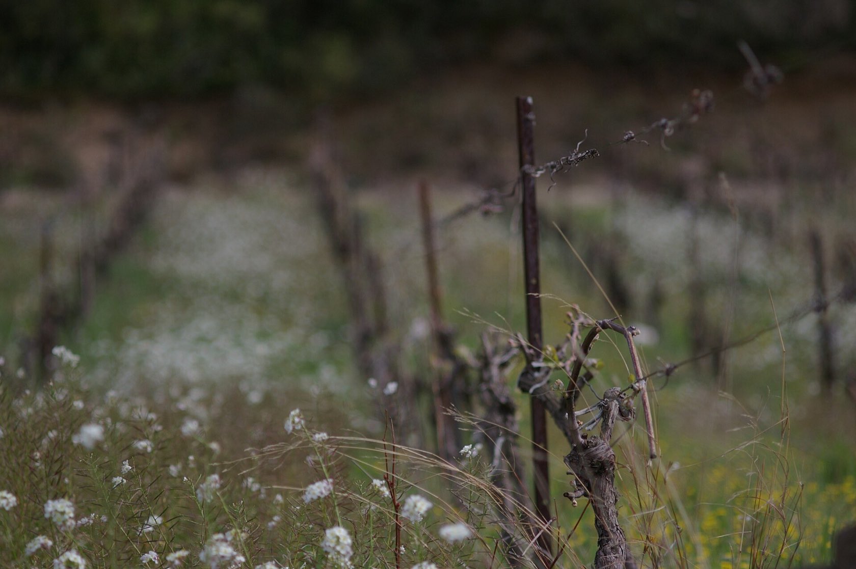 Des pieds de vigne taillés au milieu d’un couvert d’herbes et de fleurs blanches, dans le Minervois, au printemps