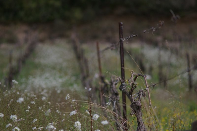Des pieds de vigne taillés au milieu d’un couvert d’herbes et de fleurs blanches, dans le Minervois, au printemps