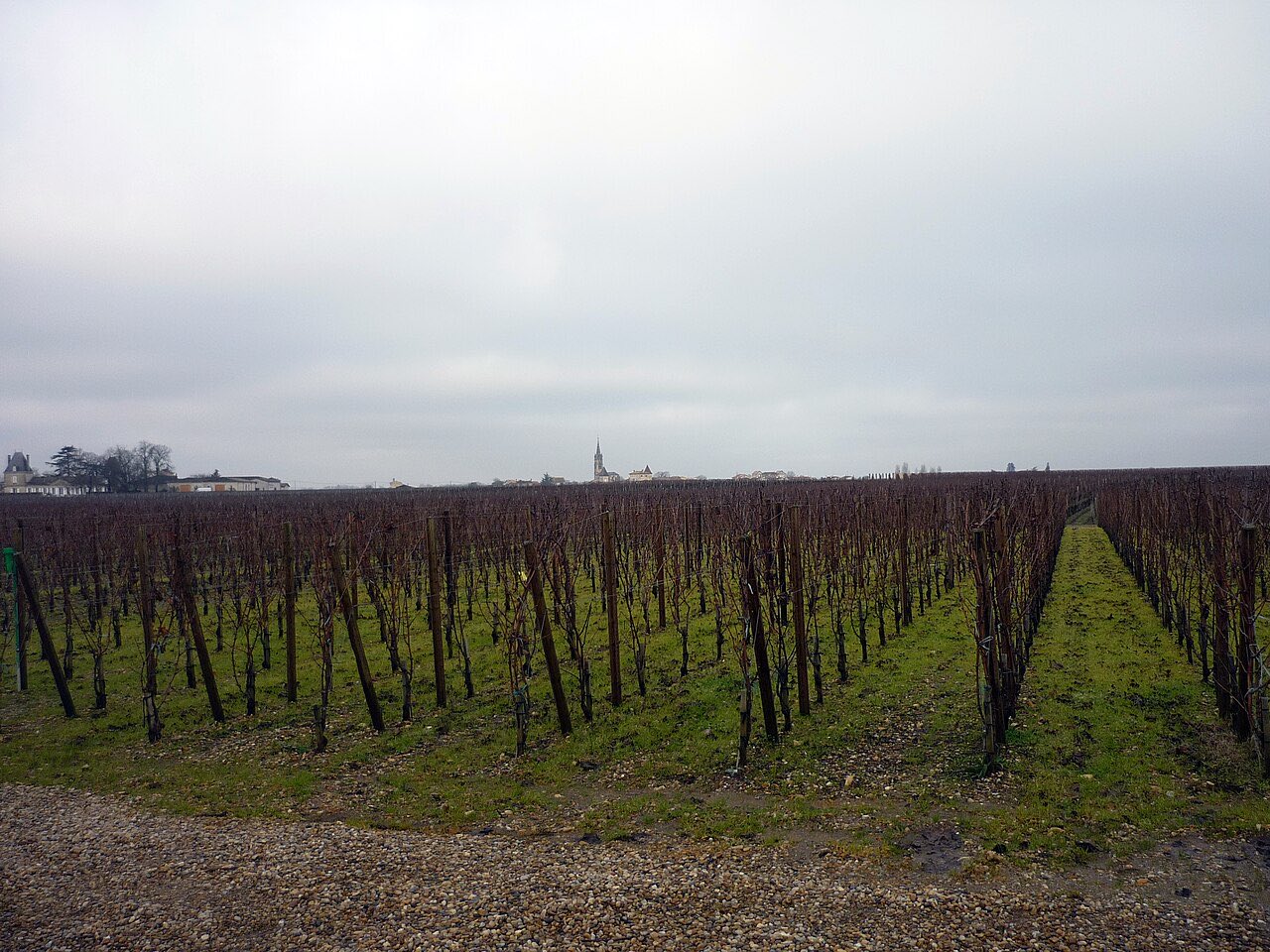 Des rangs de vigne taillés en hiver sur le plateau plat de Pomerol