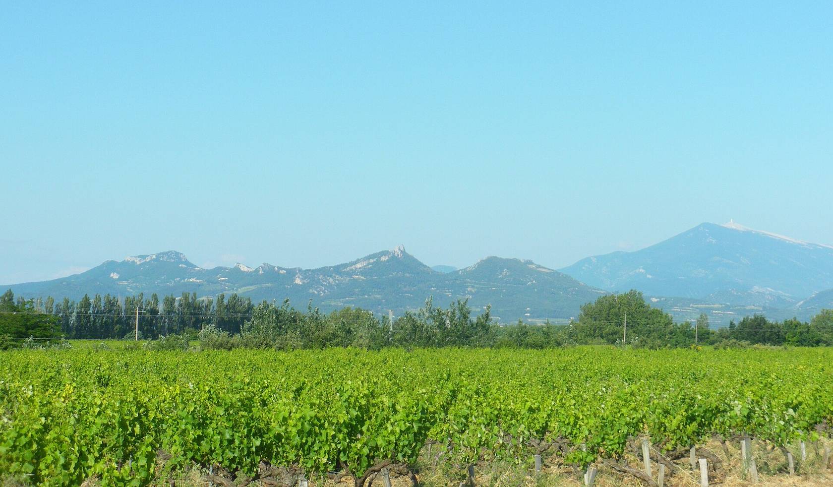 Des vignes de Jonquières au premier plan, avec les Dentelles de Montmirail et le mont Ventoux à l’horizon