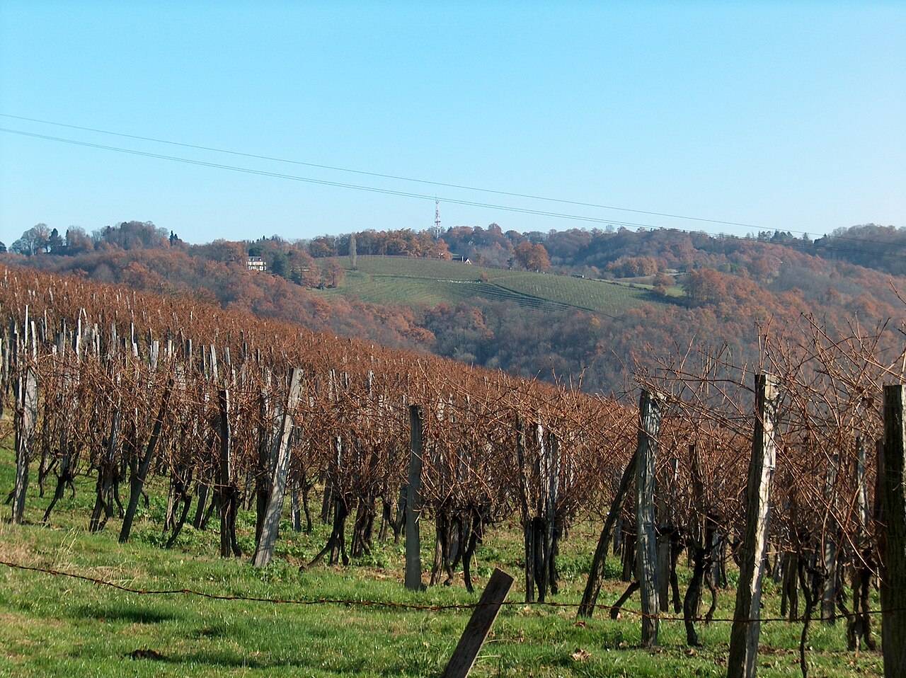 Des rangs de vigne taillés en hiver, sur les coteaux boisés de Jurançon, à Saint-Faust
