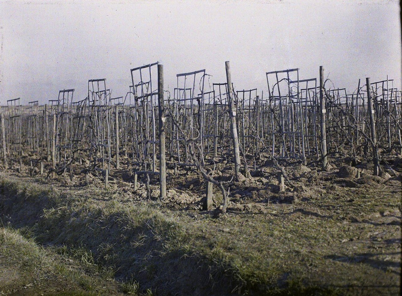 Des rangs de vigne taillés sur un sol labouré, près de Vertus, en hiver