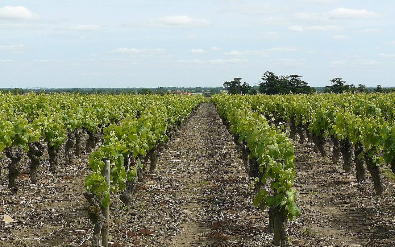 Des rangs de vigne de melon de Bourgogne à Remouillé, dans le vignoble du Muscadet, au printemps