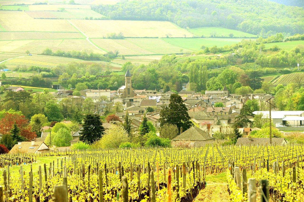 Le village de Prissé et son clocher au-dessus des vignes du Mâconnais