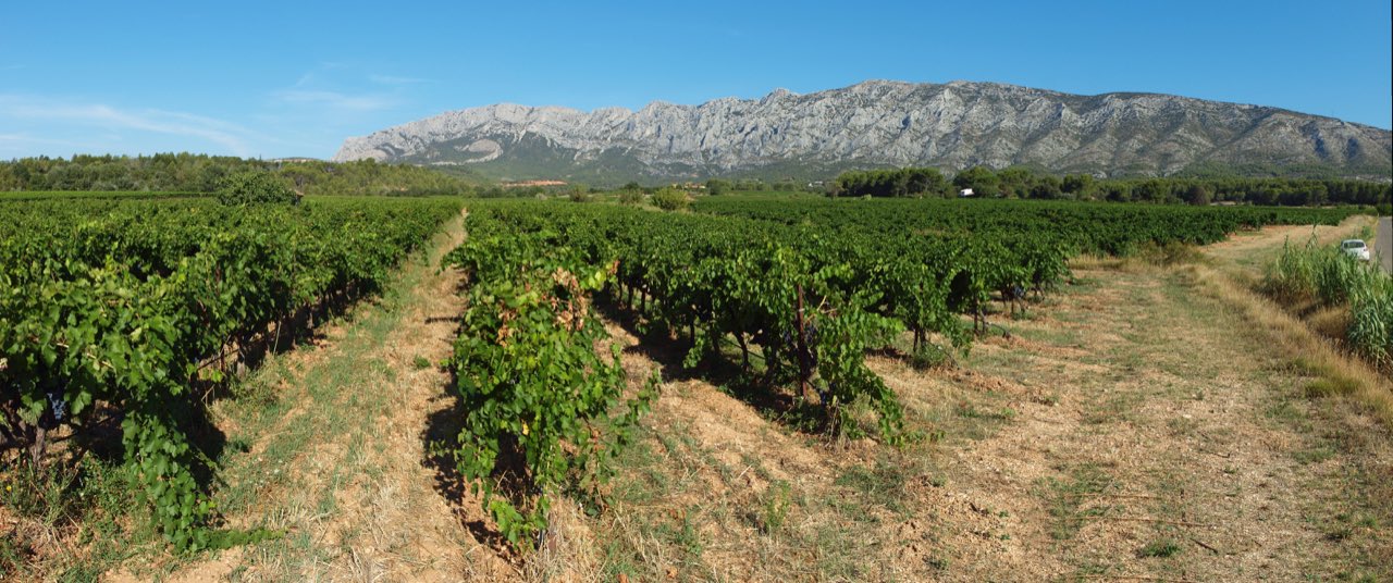 Les vignes de Puyloubier au pied du massif de la Sainte-Victoire, en Provence