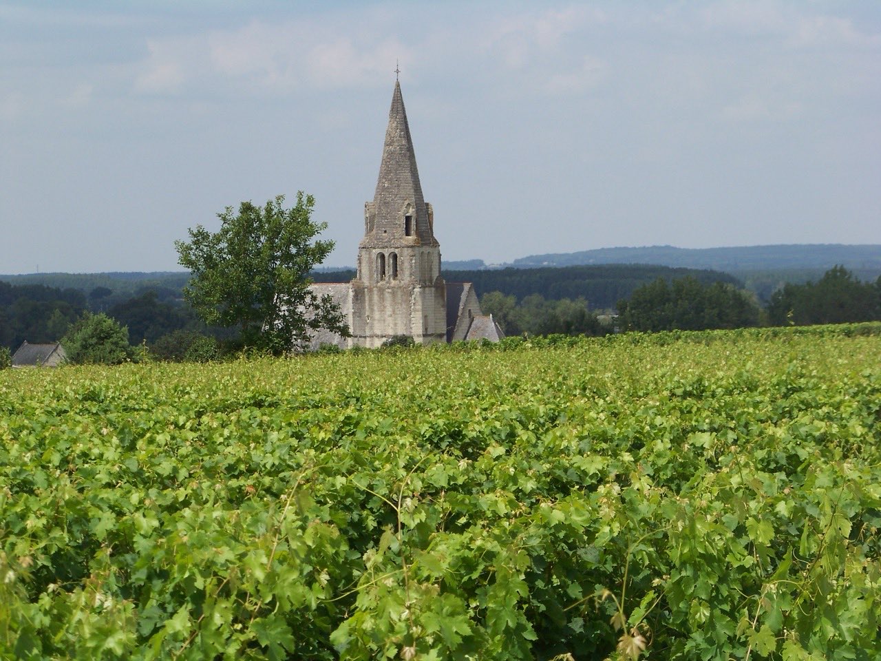 L’église de Souzay-Champigny vue depuis les vignes, près de Saumur