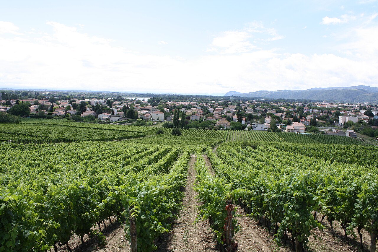 Les vignes en terrasses de la colline de l’Hermitage, à Tain