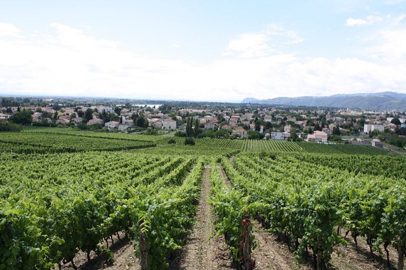 Les vignes en terrasses de la colline de l’Hermitage, à Tain