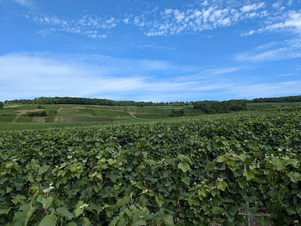 Des rangs de vigne sous un ciel bleu au nord-ouest de Vincelles, dans la vallée de la Marne