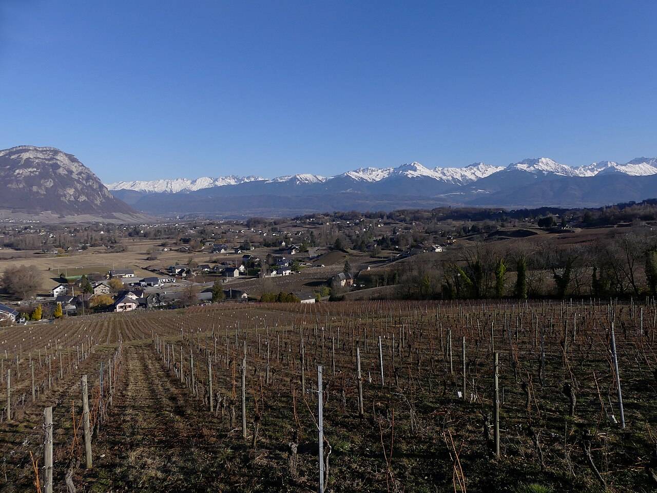Les vignes d’Apremont et des Abymes en hiver, devant la chaîne de Belledonne enneigée