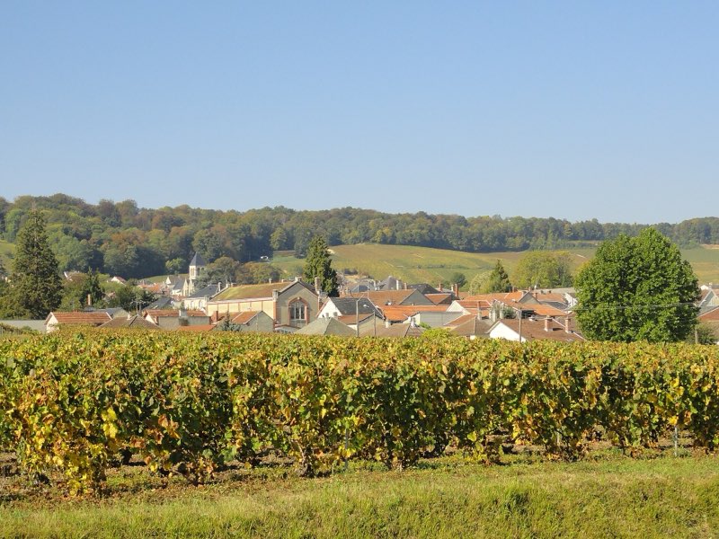Les vignes d’Avize au premier plan et le vieux village derrière, vus d’un chemin de vigne entre Oger et Avize