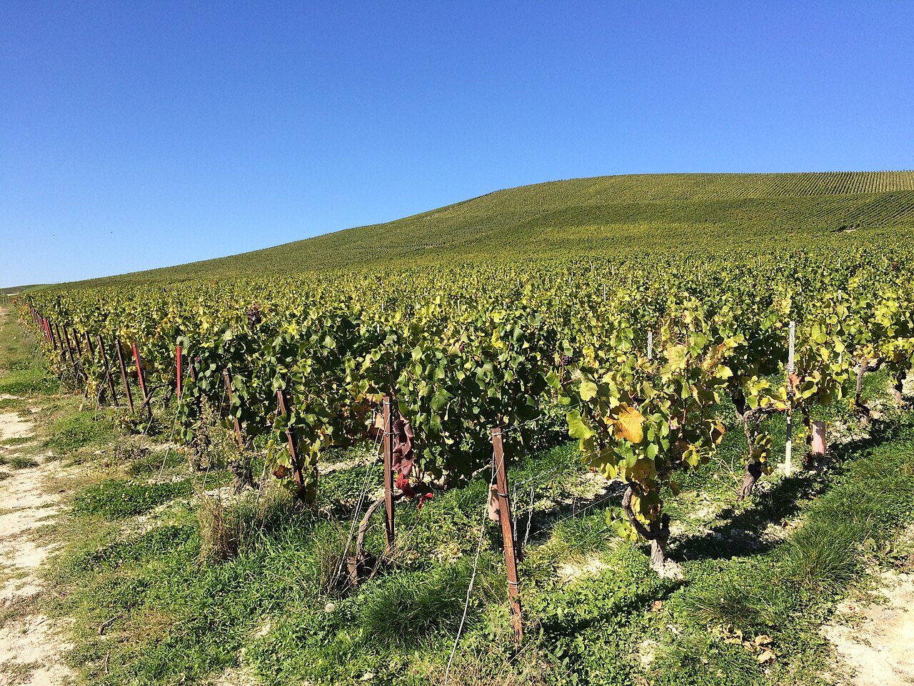 Les coteaux du vignoble d’Aÿ en Champagne, en été