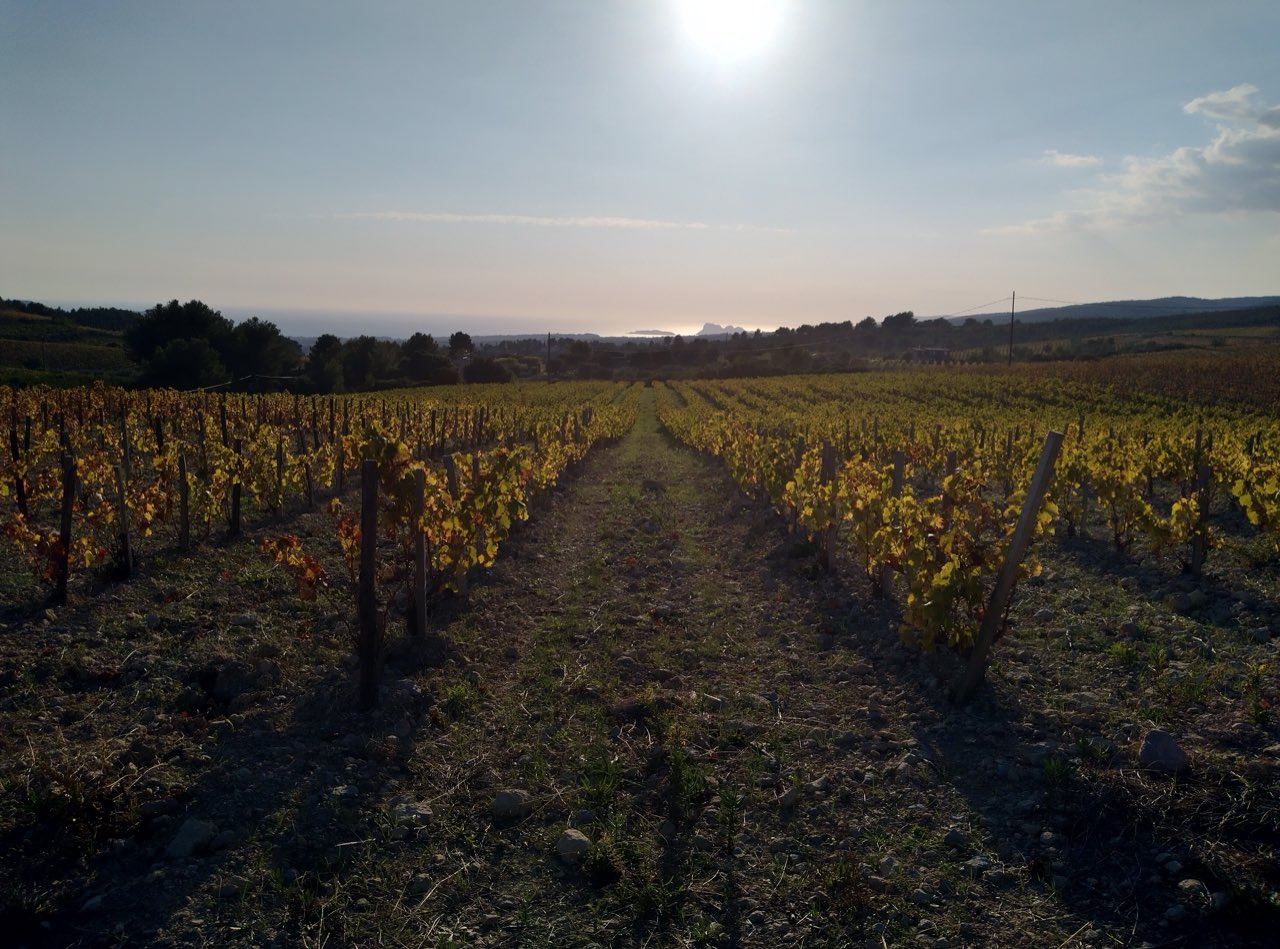 Le vignoble de Bandol à La Cadière d’Azur en automne, la mer visible à l’horizon