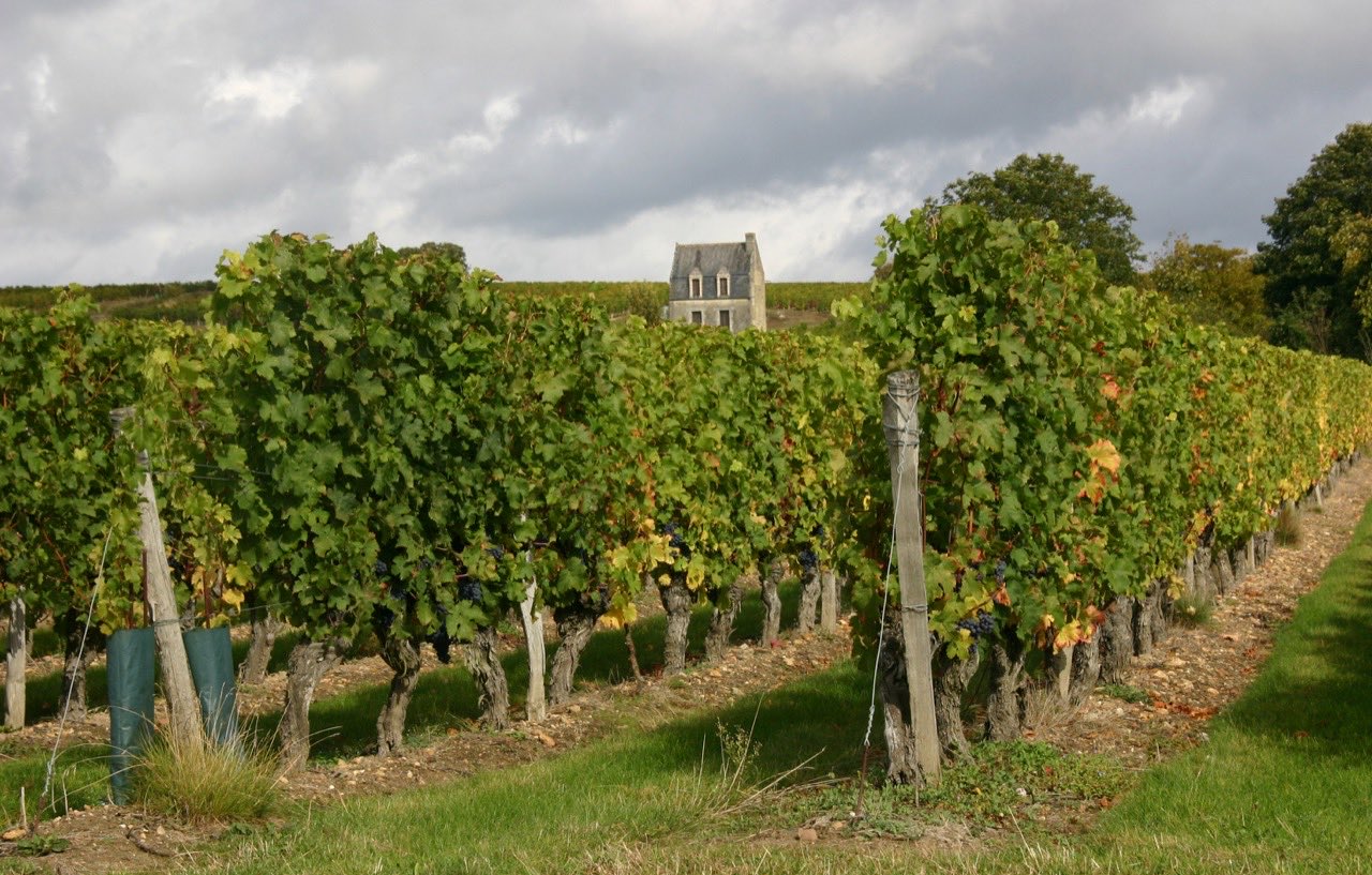 Le vignoble de Beaumont-en-Véron, dans l’aire de l’appellation Chinon