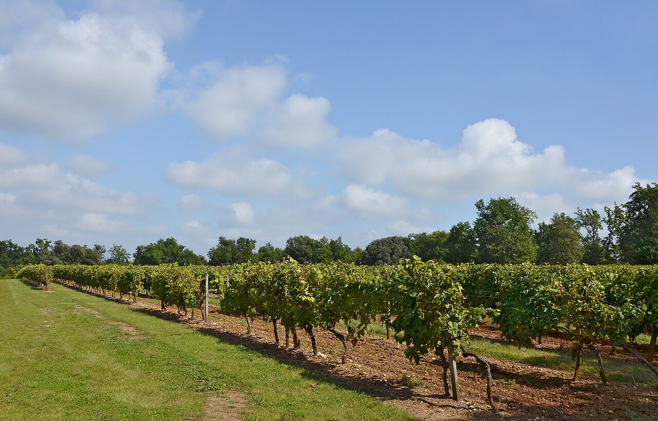 Le vignoble des Borderies près du Château Chesnel, à Cherves-Richemont en Charente