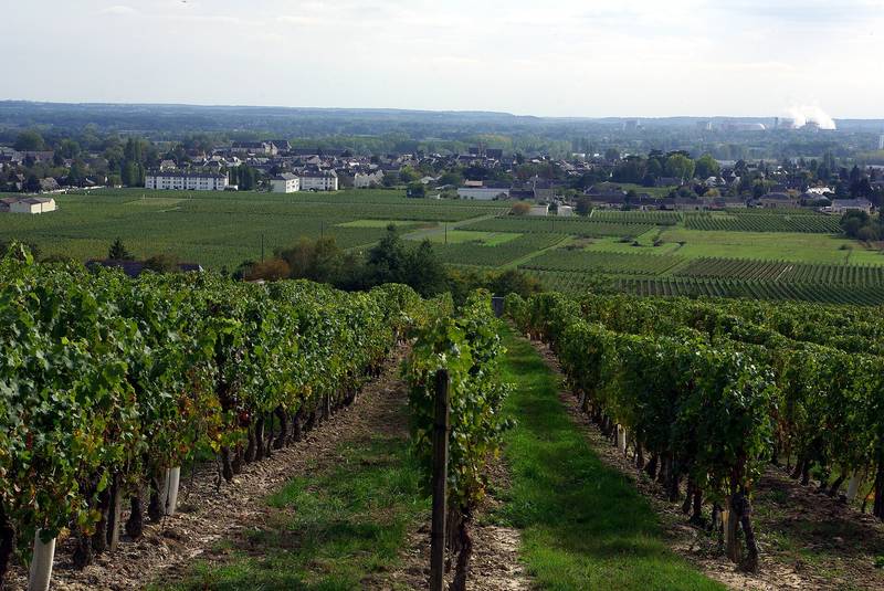 Des rangs de vigne de Bourgueil vus depuis le Moulin Bleu, avec la vallée de la Loire en arrière-plan