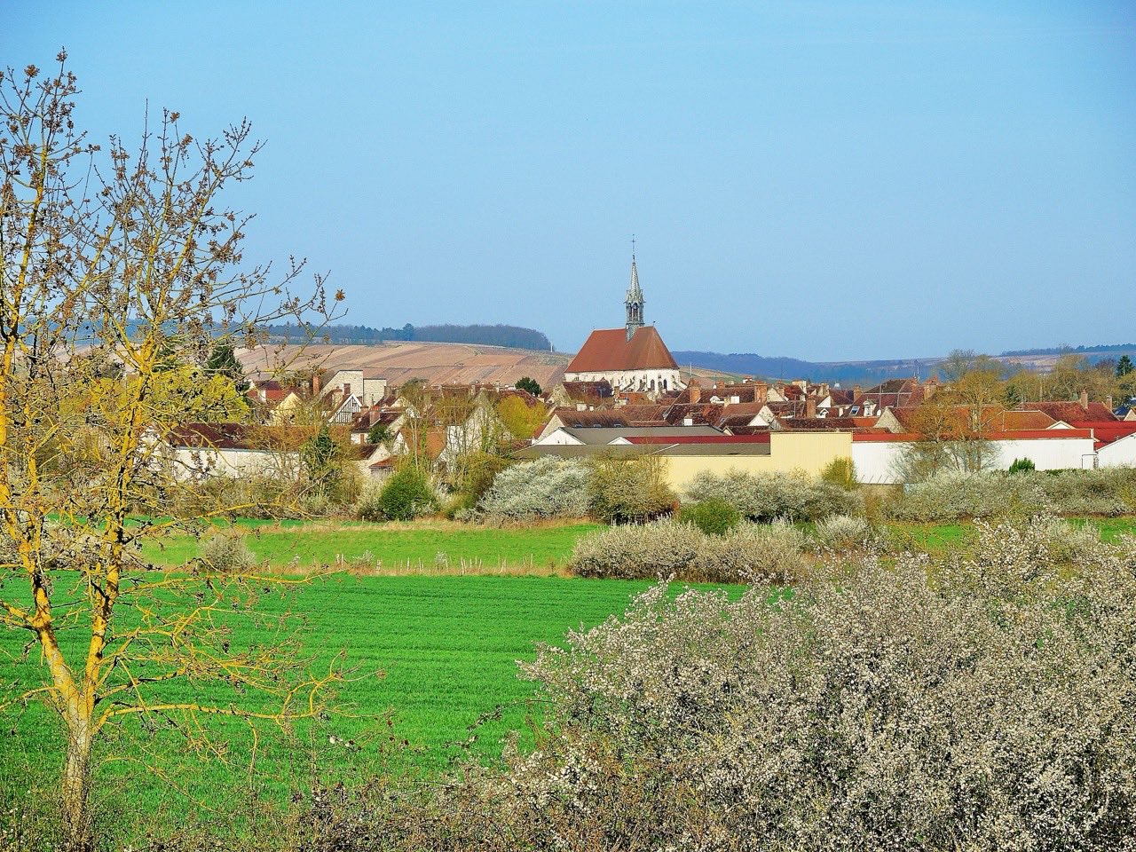 Le vignoble de Chablis au printemps, dans l’Yonne