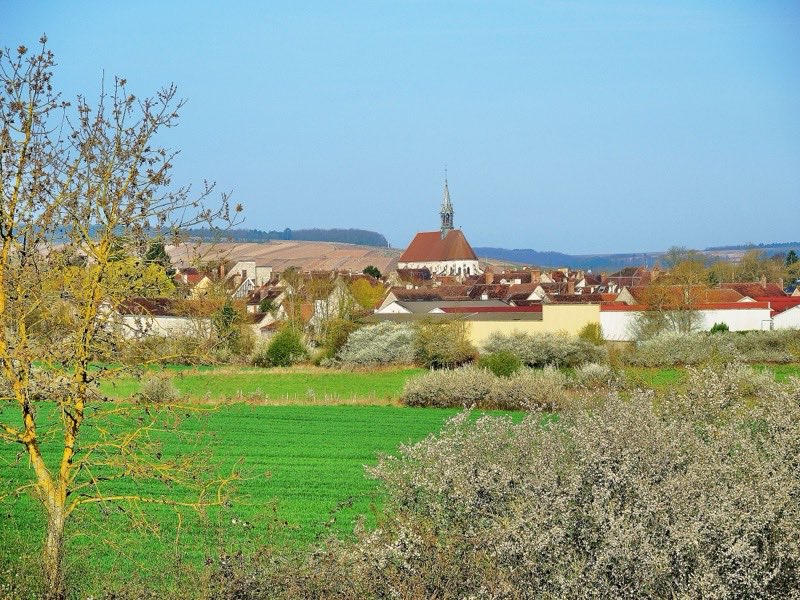 Le vignoble de Chablis au printemps, dans l’Yonne
