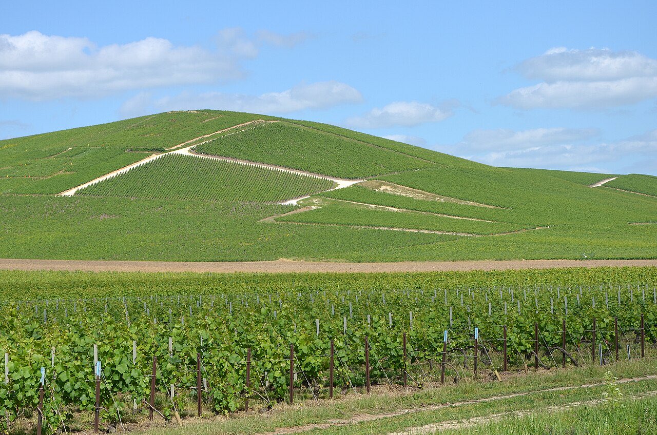 Le vignoble de Champagne près d’Aÿ, dans la Marne