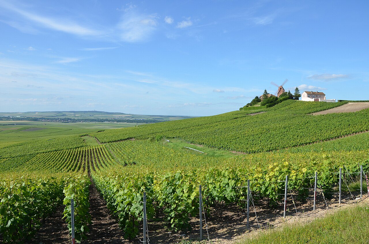 Le vignoble de Champagne près de Verzenay, dans la Marne