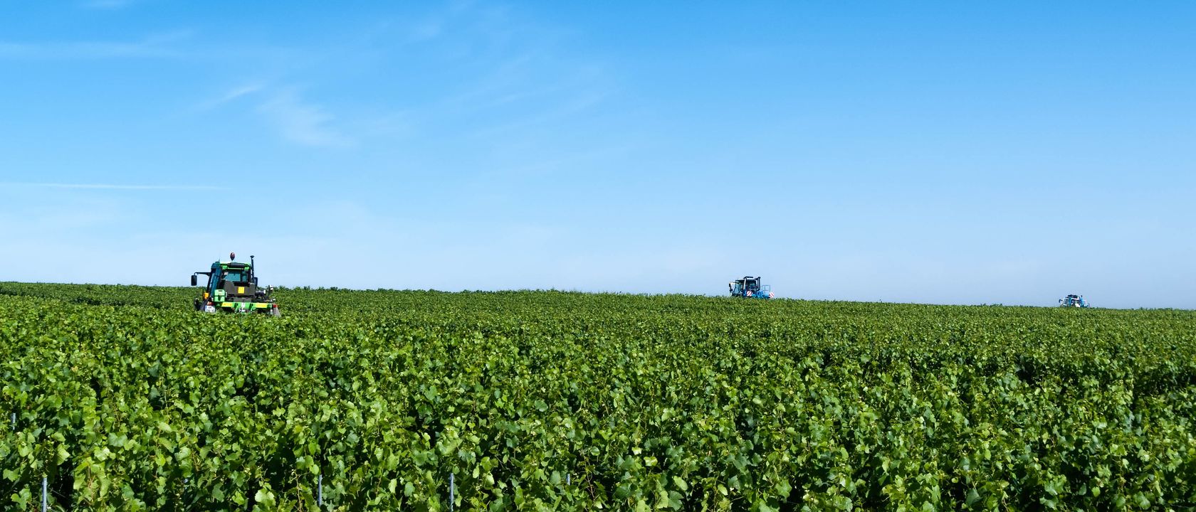 Vignoble champenois enherbé entre les rangs, machines de tonte à l’horizon