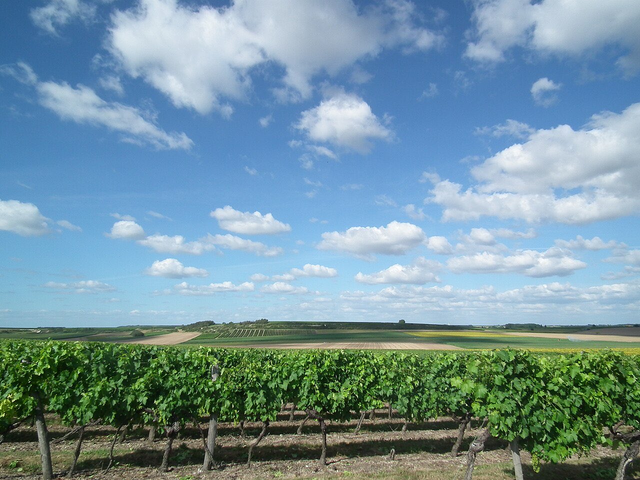 Les vignes du cognac et du pineau des Charentes près d’Avy, en Charente-Maritime