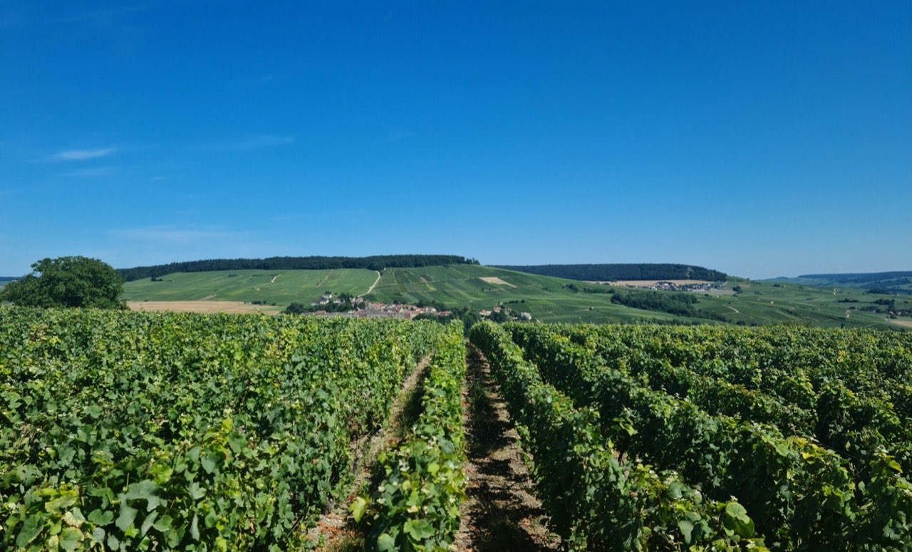 Le vignoble de Châtillon-sur-Marne, dans la vallée de la Marne