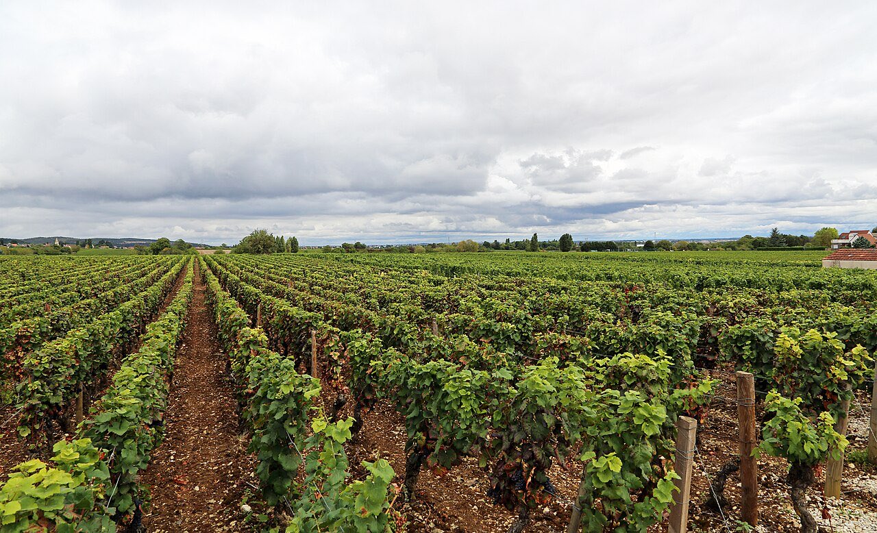 Le vignoble de Fixin, au nord de la Côte de Nuits