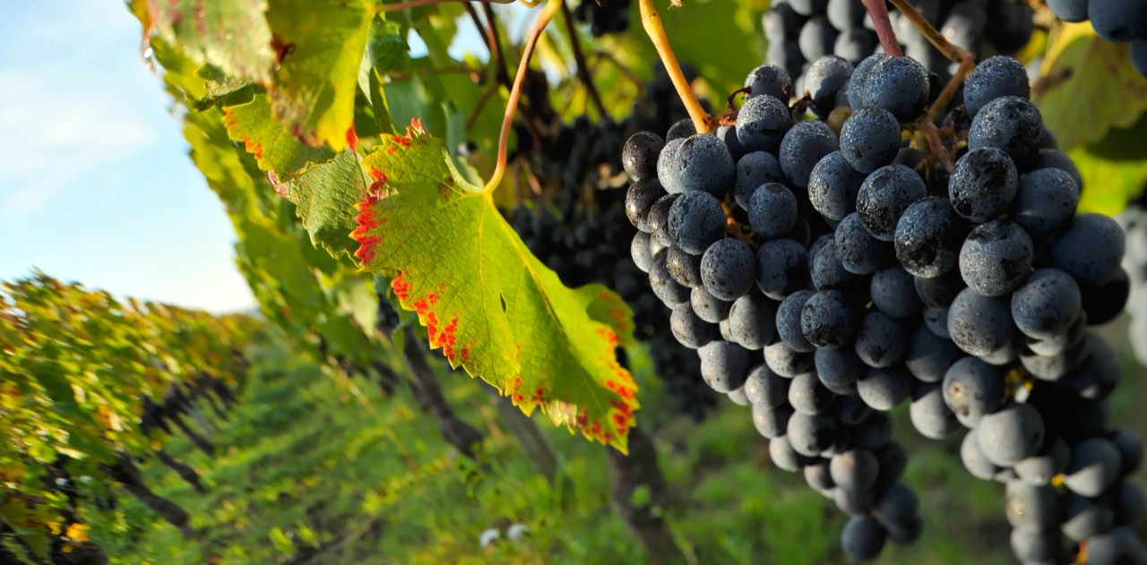 Grappes de cabernet mûres dans le vignoble du Médoc