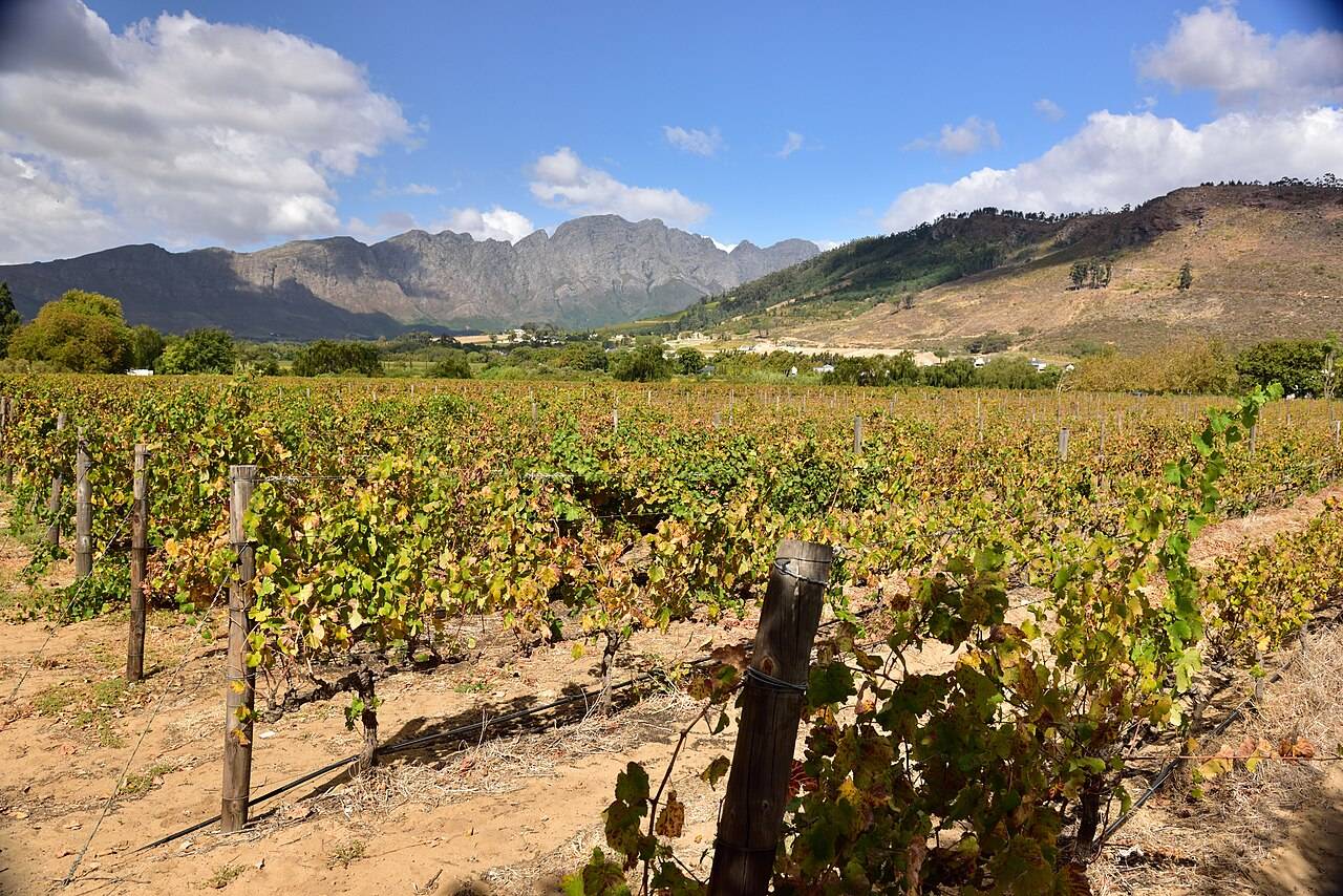 Des vignes aux feuilles d’automne à Franschhoek, au pied de montagnes rocheuses, dans le Cap-Occidental