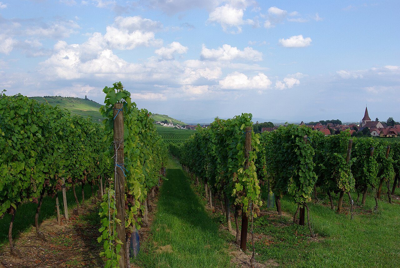 Le vignoble alsacien vers Kientzheim, au pied des Vosges