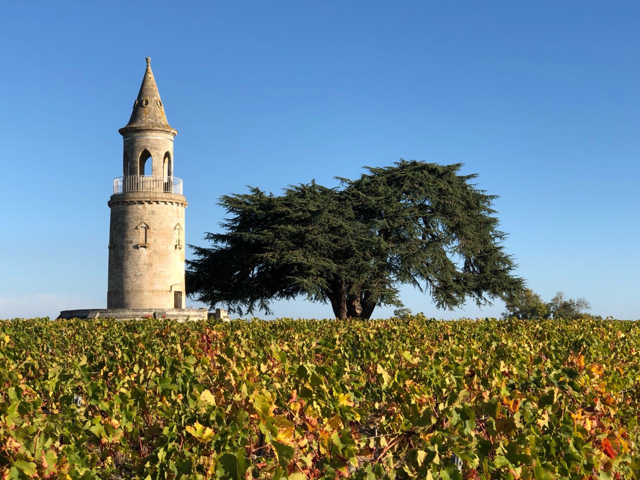 Les vignes du Château La Tour de By et son ancienne tour, à Bégadan dans le Médoc