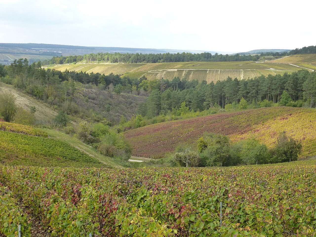 Les coteaux de vigne des Riceys, dans l’Aube, sous un ciel voilé