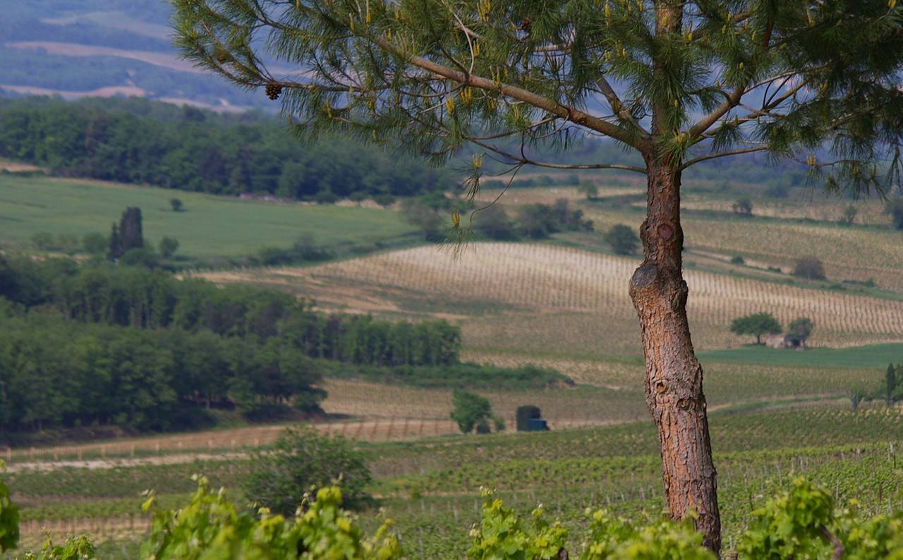Les vignes et les champs de Limoux, dans l’Aude, vus derrière le tronc d’un pin