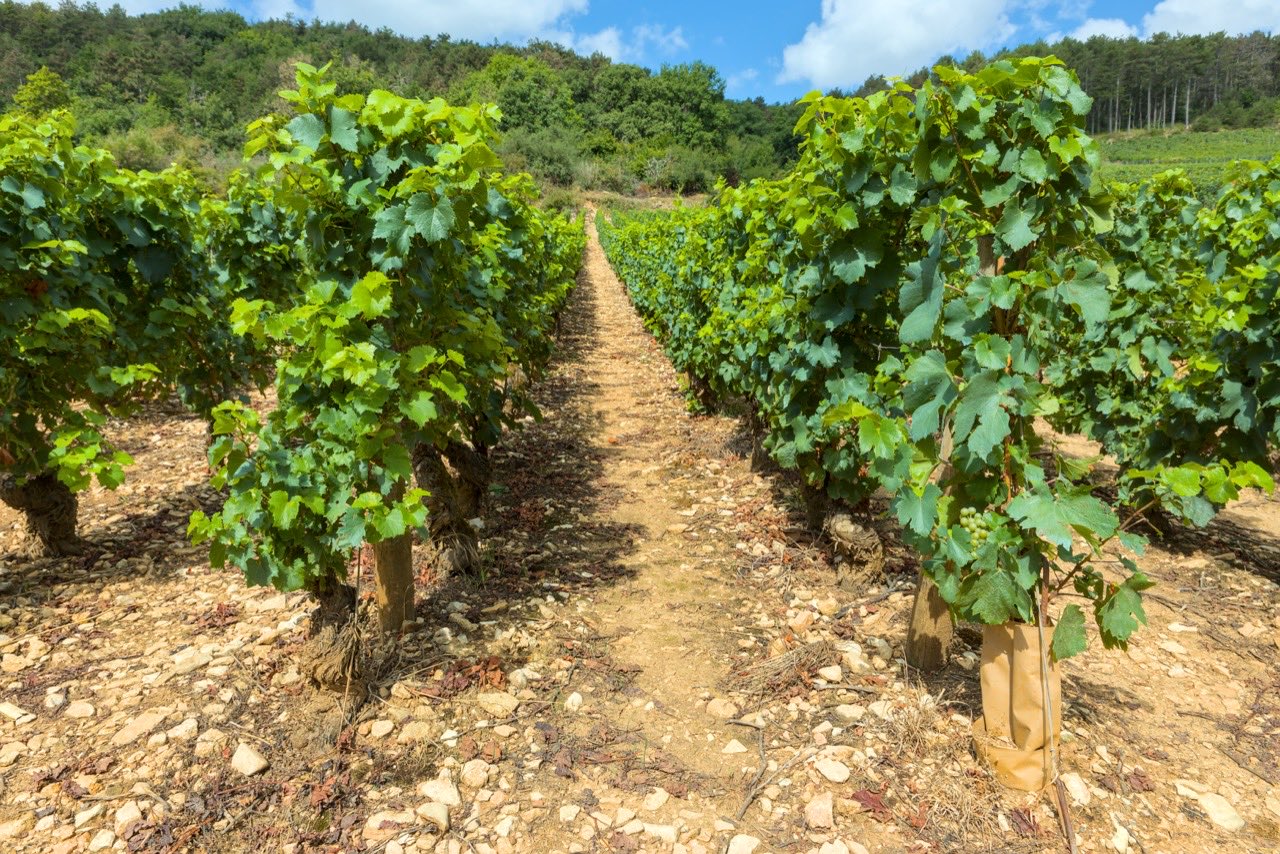 Le vignoble de Meursault, au sud-ouest du village, en Côte de Beaune