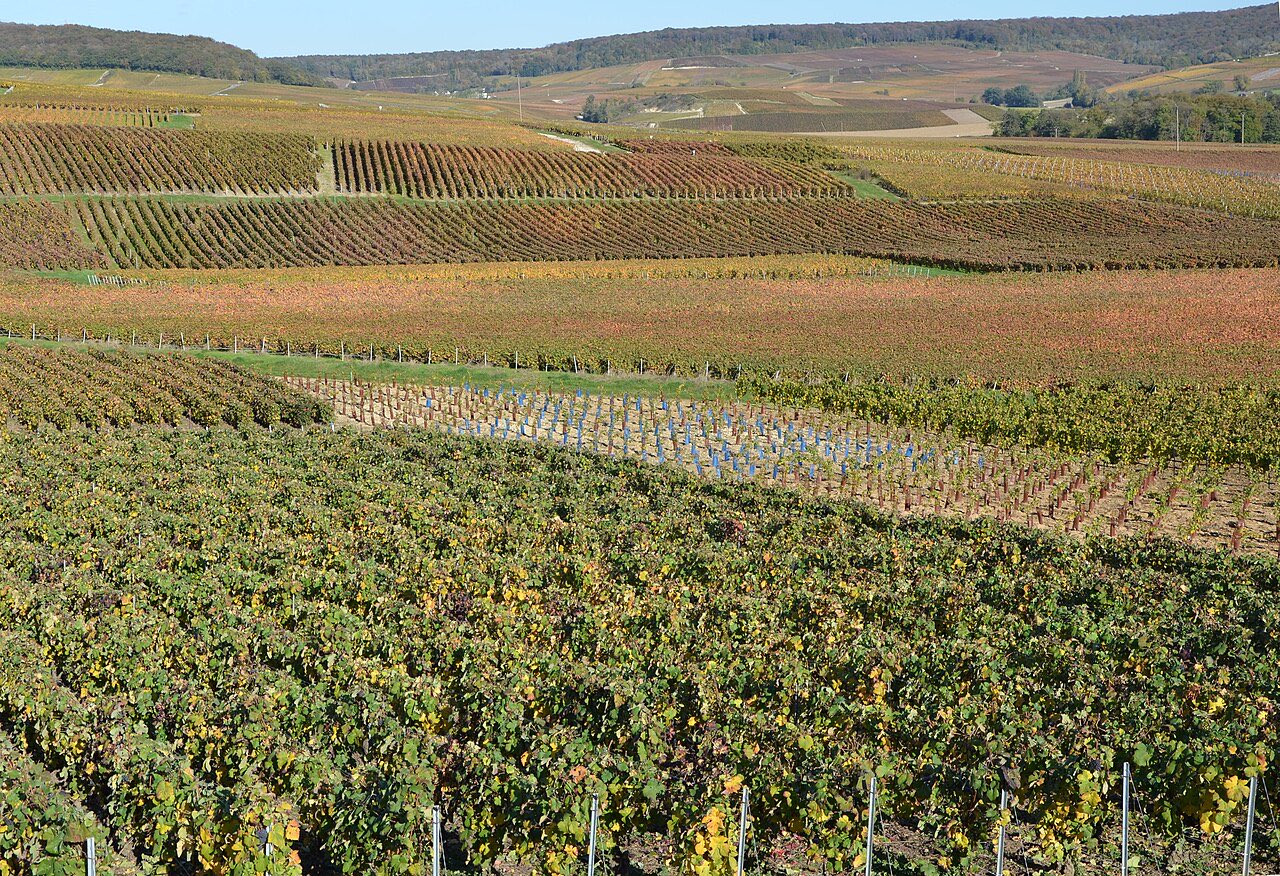 Coteaux du vignoble champenois en couleurs d’automne, près de Fleury-la-Rivière