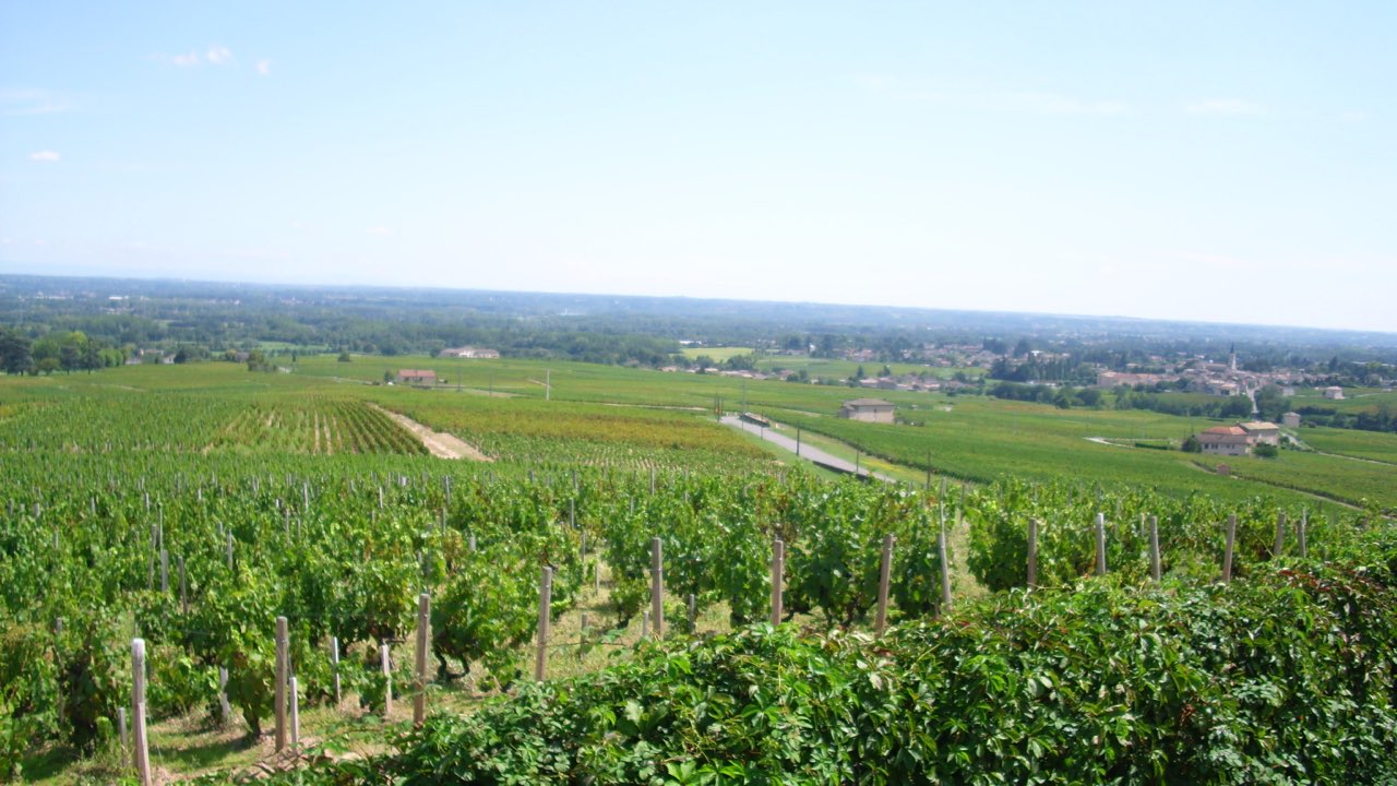 Le vignoble du cru Moulin-à-Vent dans le Beaujolais, vu depuis les hauteurs, avec le village au loin