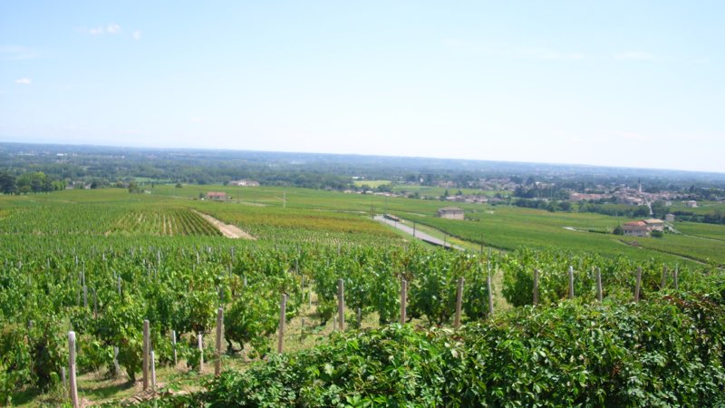 Le vignoble du cru Moulin-à-Vent dans le Beaujolais