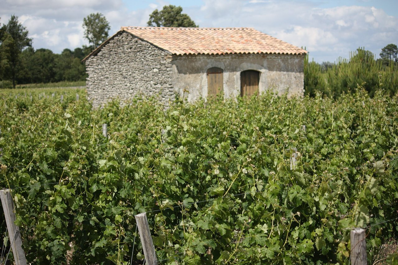 Une cabane de vigne en pierre au milieu des rangs, dans le vignoble de Moulis-en-Médoc