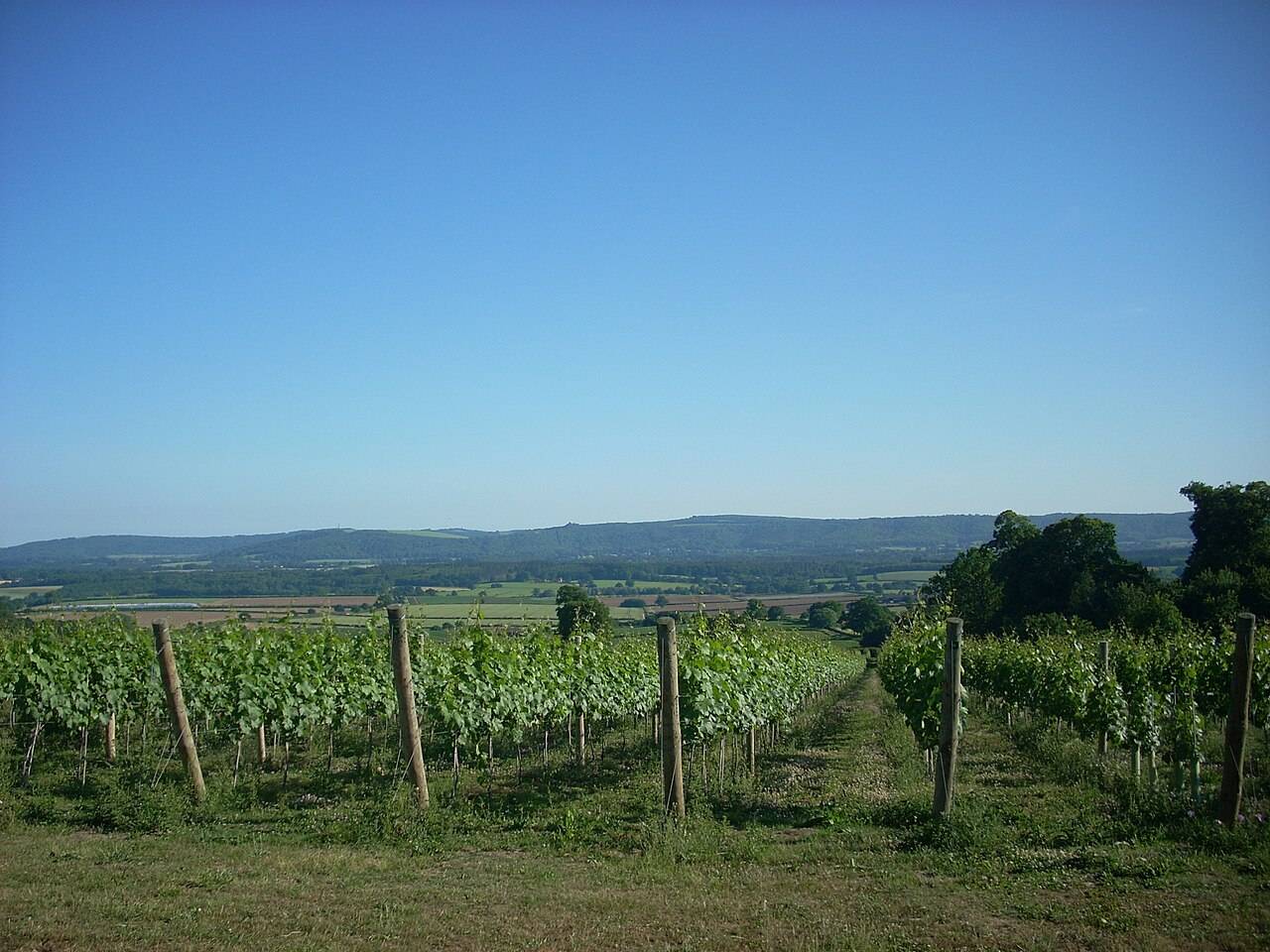 Des rangs de vigne sur une pente du West Sussex, avec la plaine et la ligne des South Downs à l’horizon