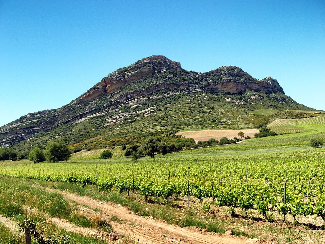 Des rangs de vigne en feuilles au printemps, à Poggio-d’Oletta, au pied des falaises du monte Sant’Angelo