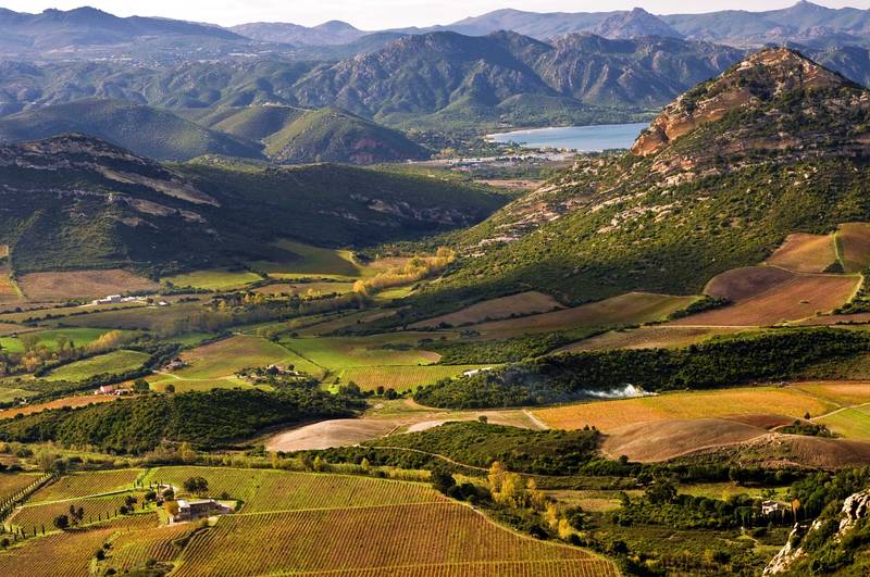 Des rangs de vigne de l’appellation Patrimonio près de Saint-Florent, au pied de collines de maquis