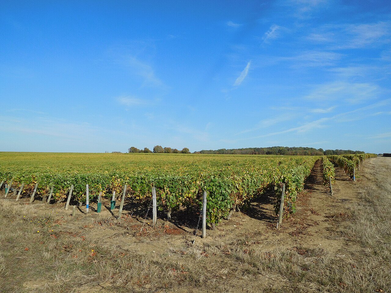 Des rangs de vigne à l’automne sur le plateau, près de Saint-Andelain