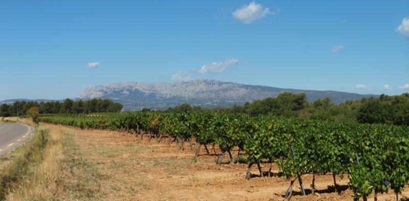 Le vignoble de Pourcieux bordant la route, dans le Var