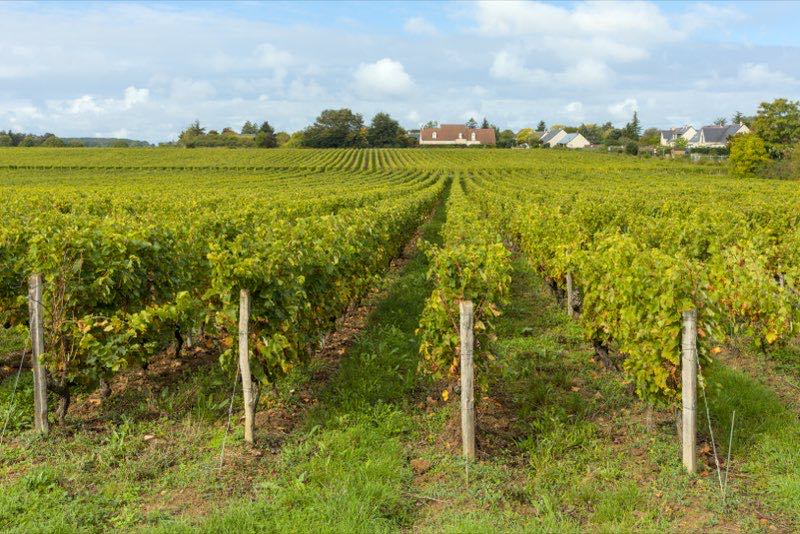 Le vignoble de Rochecorbon, en appellation Vouvray, en Indre-et-Loire