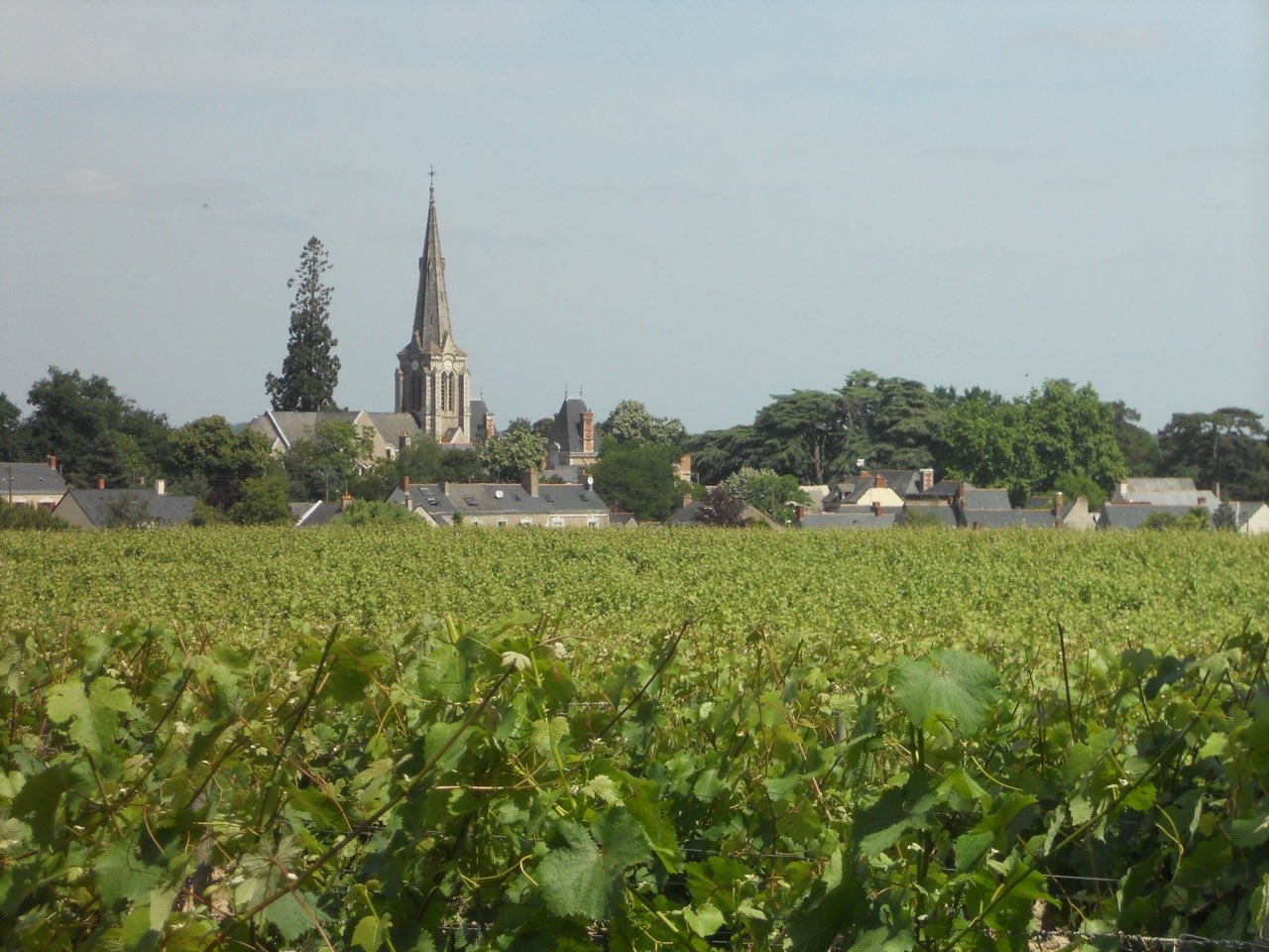 Le vignoble entourant le village de Savennières, en Anjou