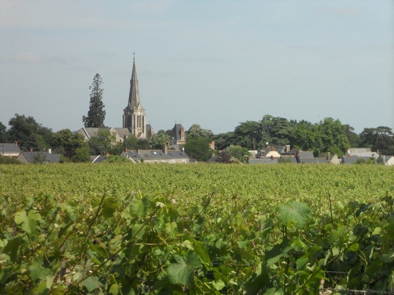 Le vignoble de Savennières, en Anjou