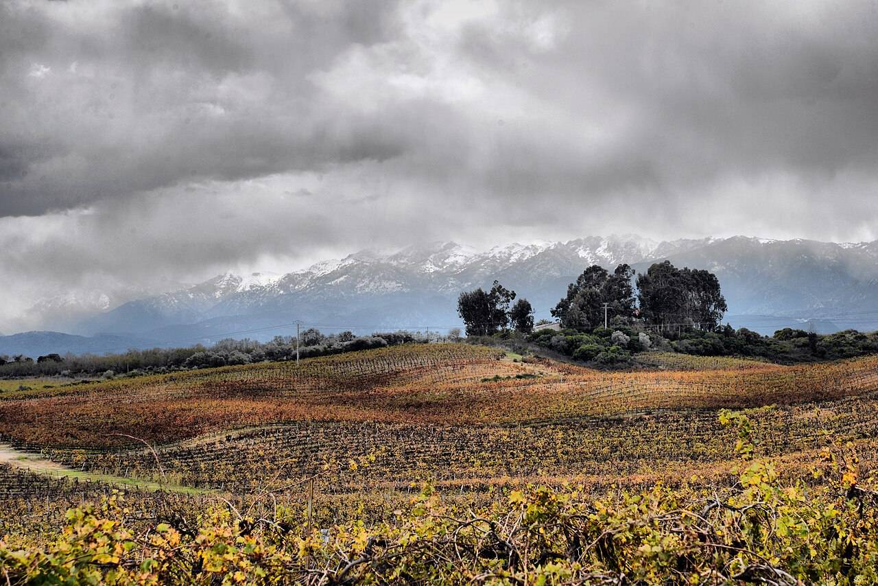 Des vignes aux couleurs d’automne à Tallone, dans la plaine, sous les crêtes enneigées du massif du Renoso