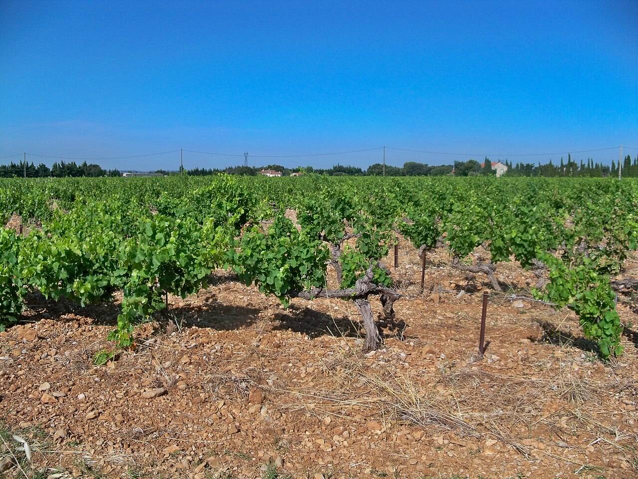 Des rangs de vigne sur le terroir des Hautes Garrigues, à Vacqueyras, sous un ciel bleu