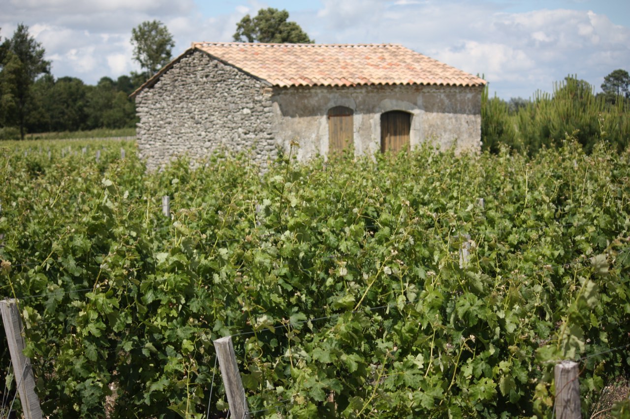 Les vignobles de Moulis-en-Médoc